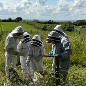 Beekeeping Experience